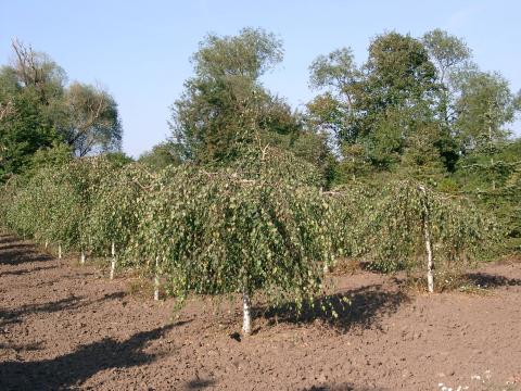 Betula verrucosa 'Youngii'